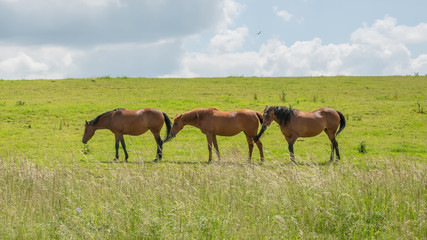Naklejka na ściany i meble Three horses grazing on grasslands in the Cotswolds, Gloucestershire, United Kingdom