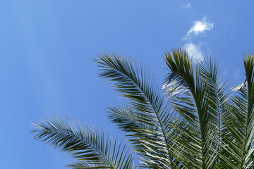 Fototapeta na wymiar Background wallpaper with palm tree and blue sky