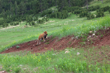 Running Baby Bison