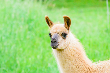 Lama