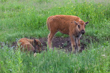 Two Resting Baby Bison