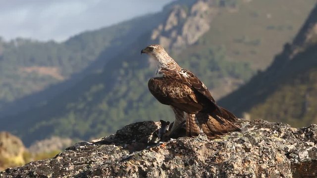 Bonelli&acute;s Eagle, Aquila fasciata, aquila, eagle