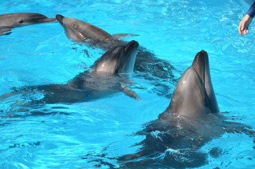 Dolphin