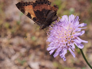 A butterfly with red wings collects nectar from flowers.