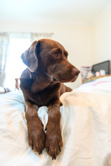 Chocolate Labrador Relaxing on white family Bed