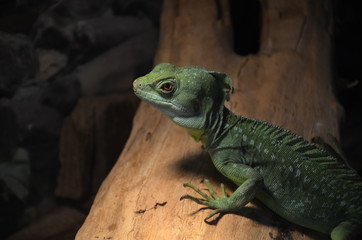 dragon amphidians