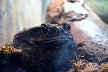 frog