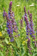 Blossoming steppe grass sage (Salvia officinalis) on the field
