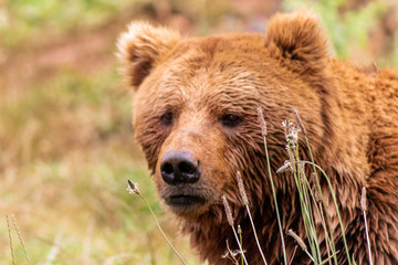 Fototapeta premium close-up of brown bear with tall grass