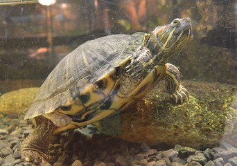 turtle