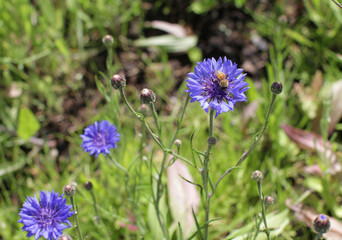Bee on cornflower in summertime in meadow for pollination