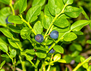 Wonderful tasty berries Blueberry. Macro