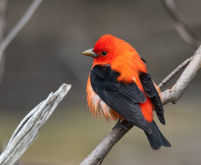 Colorful bird posing on a branch