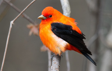 Colorful bird posing on a branch