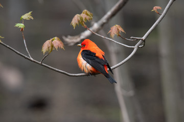Colorful bird posing on a branch
