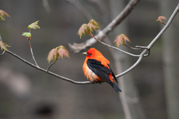 Colorful bird posing on a branch