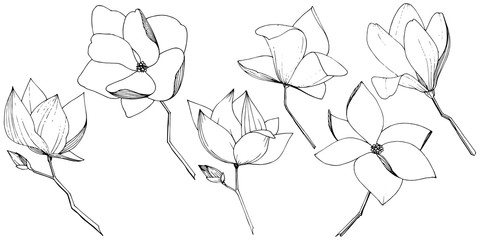 Vector Magnolia foral botanical flowers. Black and white engraved ink art. Isolated magnolia illustration element.