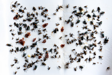 Many flies as carriers, are caught by glue and food scraps on white paper, to health and Cholera concept.