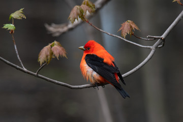 Colorful bird posing on a branch