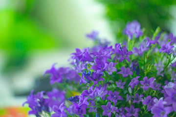 Beautiful violet flowers. Browallia speciosa on blurred background