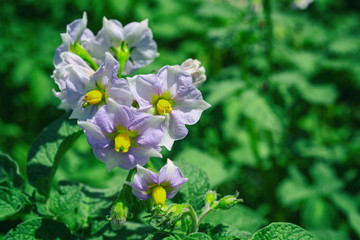 Potato flowers in the garden on blurred green background. Organic