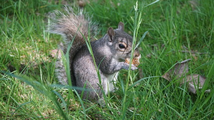 Ecureuil Green park London