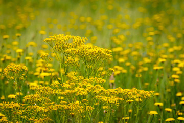 Obraz premium Yellow Wildflowers