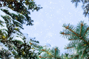 Thick branches of snow-covered fir trees during a snowfall. Needles evergreen conifers in hoarfrost. Winter forest, open air. Christmas card concept. Copy space on sky.