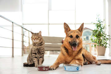 Cat and dog together with feeding bowls on floor indoors. Funny friends