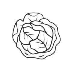 Cabbage linear icon