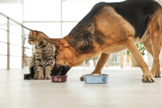 Dog stealing food from cat's bowl on floor indoors. Funny friends