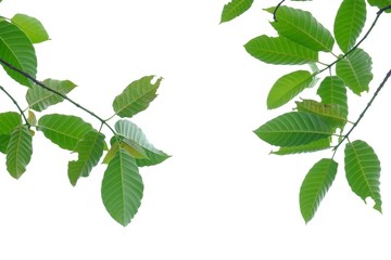 Plakat Tropical tree leaves with branches on white isolated background for green foliage backdrop 