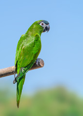 Hanh macaw or red-shouldered macaw, beautiful green birds perched on the branch with blue sky background.
