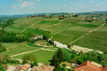 Piedmont vineyards in late April