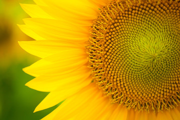 Beautiful yellow summer sunflower flowers against the sky, stunning landscape. Field of sunflowers