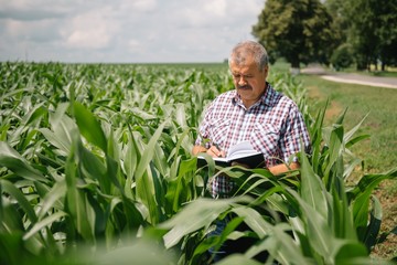 Adult farmer checking plants on his farm. agronomist holds tablet in the corn field and examining crops. Agribusiness concept. agricultural engineer standing in a corn field with a tablet.