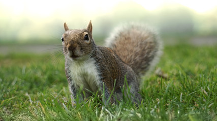 Ecureuil Green Park London 