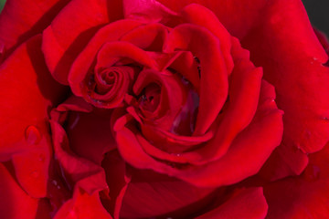 Fototapeta na wymiar Blur rose petals, close up, abstract background.