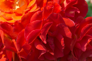 Blur rose petals, close up, abstract  background.
