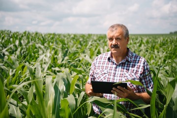 Adult farmer checking plants on his farm. agronomist holds tablet in the corn field and examining crops. Agribusiness concept. agricultural engineer standing in a corn field with a tablet.