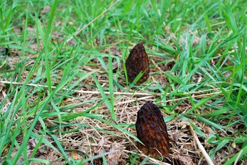 The first spring mushrooms, morels. Morchella.