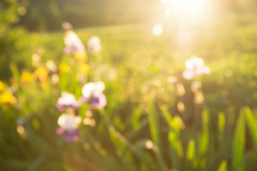 Summer background. Abstract blurred bokeh of blossom flowers. Sunset time.