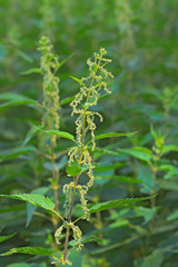 A blooming nettle in the summer, closeup. A medicinal plant. The focus is soft, the background is blurred.