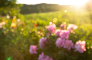 Summer background. Abstract blurred bokeh of blossom flowers. Sunset time.