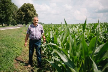 Fototapeta premium Adult farmer checking plants on his farm. agronomist holds tablet in the corn field and examining crops. Agribusiness concept. agricultural engineer standing in a corn field with a tablet.