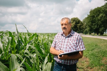 Fototapeta premium Adult farmer checking plants on his farm. agronomist holds tablet in the corn field and examining crops. Agribusiness concept. agricultural engineer standing in a corn field with a tablet.