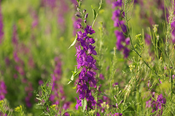 Beautiful wild flowers outdoors on sunny day. Amazing nature in summer