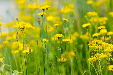 Yellow Wildflowers