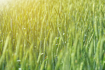 Wheat field on sunny day. Amazing nature in  summer