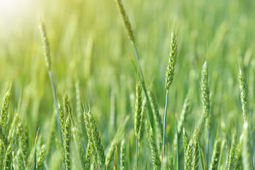 Fototapeta premium Wheat field on sunny day. Amazing nature in summer